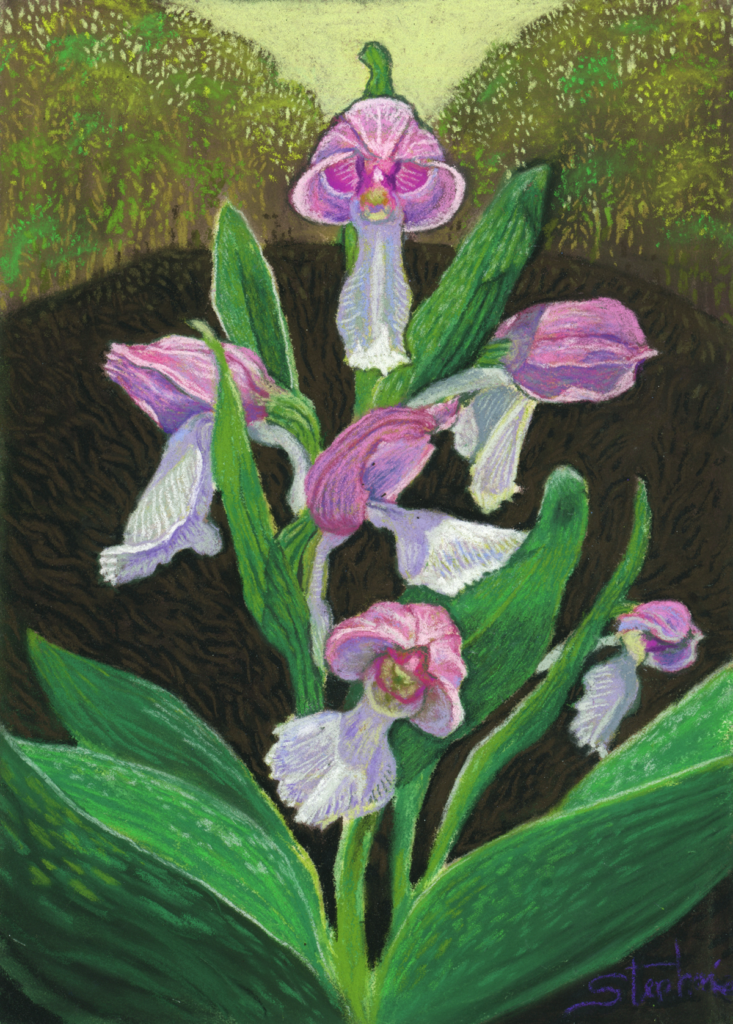 Showy Orchids a pastel by Stephanie Thomas Berry featuring a cluster of showy orchids